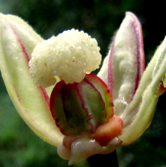 CASSAVA/ MANIOC/ TAPIOCA/ YUCA, Manihot esculenta, female flower