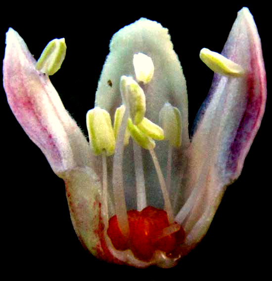 CASSAVA/ MANIOC/ TAPIOCA/ YUCA, Manihot esculenta, male flower