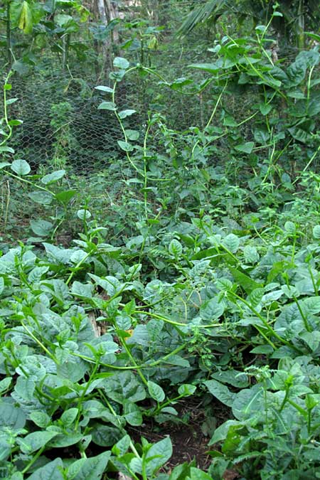 Climbing Spinach, BASELLA ALBA, growing in beds and climbing chicken wire