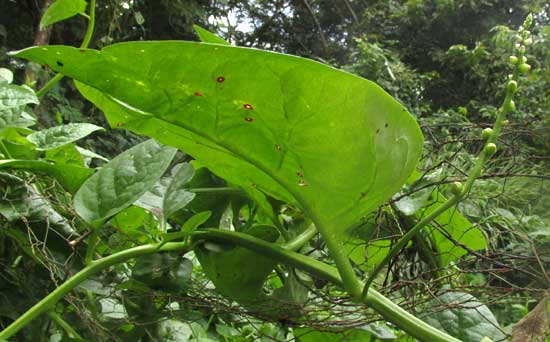 Climbing Spinach, BASELLA ALBA, flowering spike