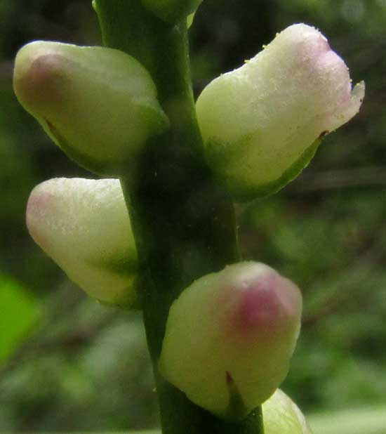 Climbing Spinach, BASELLA ALBA, flowers