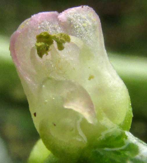 Climbing Spinach, BASELLA ALBA, flower longitudial section