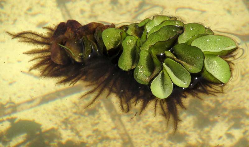 Giant Salvinia, SALVINIA MOLESTA