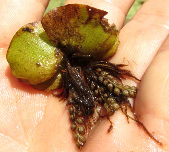 Giant Salvinia, SALVINIA MOLESTA, showing sporocarps