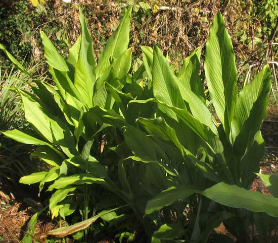 Turmeric Plants, CURCUMA LONGA