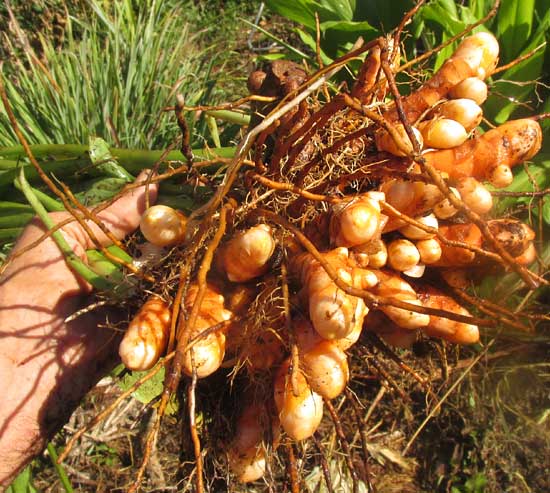 Turmeric Plant, CURCUMA LONGA, freshly dug rhizomes