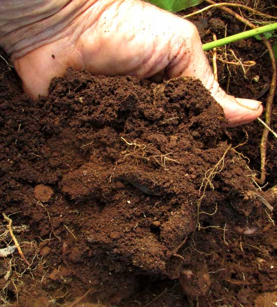 rich, moist, crumbly garden soil