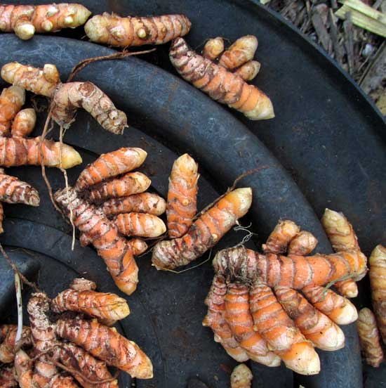 Turmeric Plant, CURCUMA LONGA, freshly dug and cleaned rhizomes