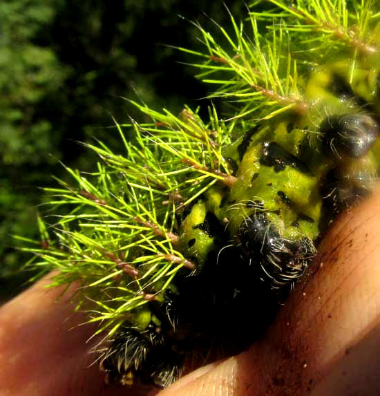 AUTOMERIS cf METZLI, trichomes and body pattern