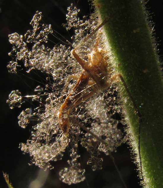 dead ant covered with fungal fruiting bodies