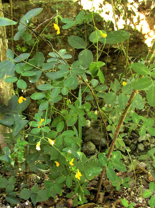 CHAETOCALYX SCANDENS var. PUBESCENS