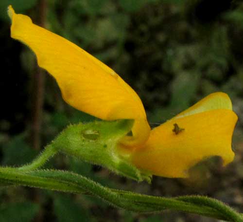 CHAETOCALYX SCANDENS var. PUBESCENS, flower side view