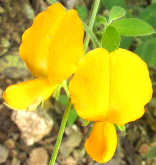 CHAETOCALYX SCANDENS var. PUBESCENS, flowers, front view