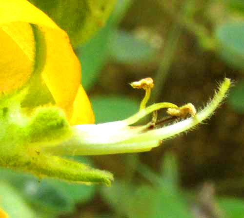 CHAETOCALYX SCANDENS var. PUBESCENS, flower showing  stamens and style