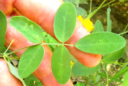 CHAETOCALYX SCANDENS var. PUBESCENS, leaf