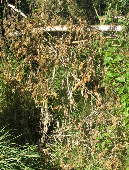 Jícama, or Yam Bean, PACHYRRHIZUS EROSUS, dried vines on support