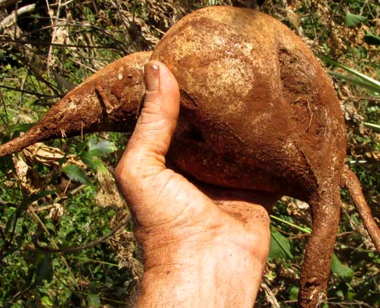 Jícama, or Yam Bean, PACHYRRHIZUS EROSUS, rhizome fresh from soil