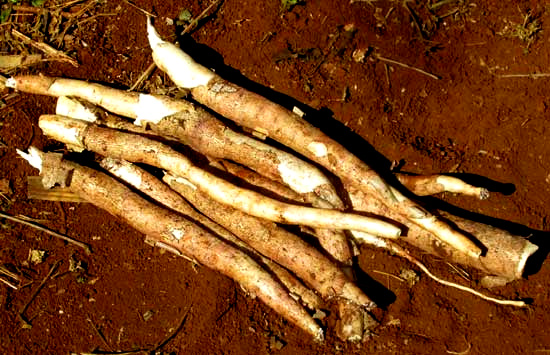 CASSAVA/ MANIOC/ TAPIOCA/ YUCA, Manihot esculenta, freshly dug roots