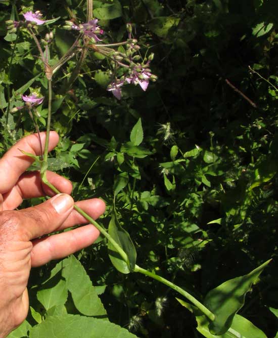 TRIPOGANDRA AMPLEXICAULIS