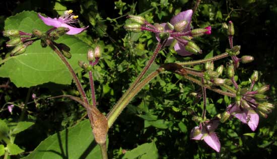 TRIPOGANDRA AMPLEXICAULIS, inflorescence