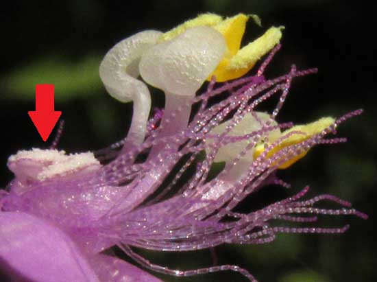 TRIPOGANDRA AMPLEXICAULIS, stamens and stamenodia