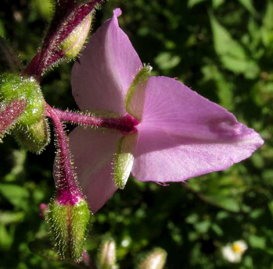 TRIPOGANDRA AMPLEXICAULIS, calyx