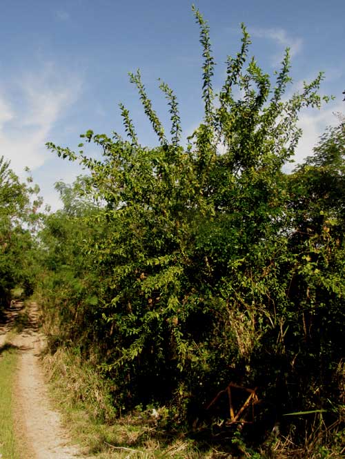 Brush Holly, XYLOSMA FLEXUOSA, tree