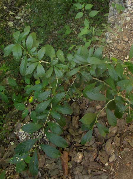 Brush Holly, XYLOSMA FLEXUOSA, flowering small bush