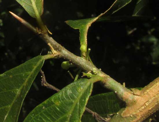 Brush Holly, XYLOSMA FLEXUOSA, spinescent branch