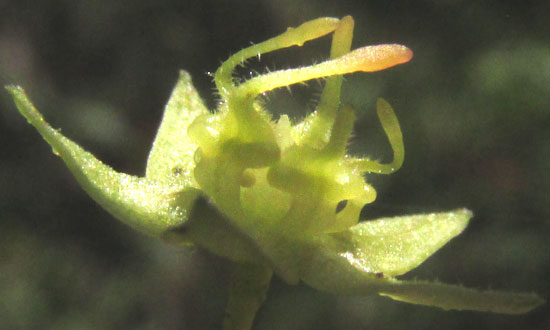 AYENIA ACULEATA, flower from side showing kinked filaments