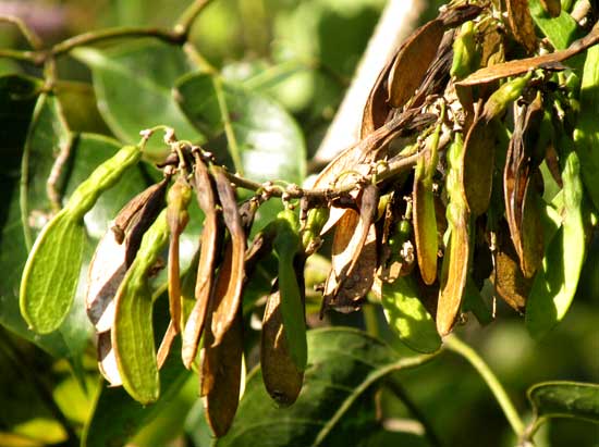 Nissolia fruticosa var. fruticosa, legumes