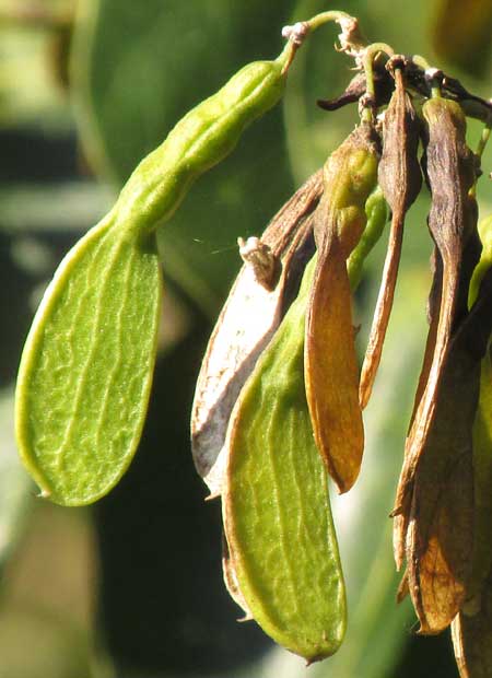 Nissolia fruticosa var. fruticosa, legumes close-up