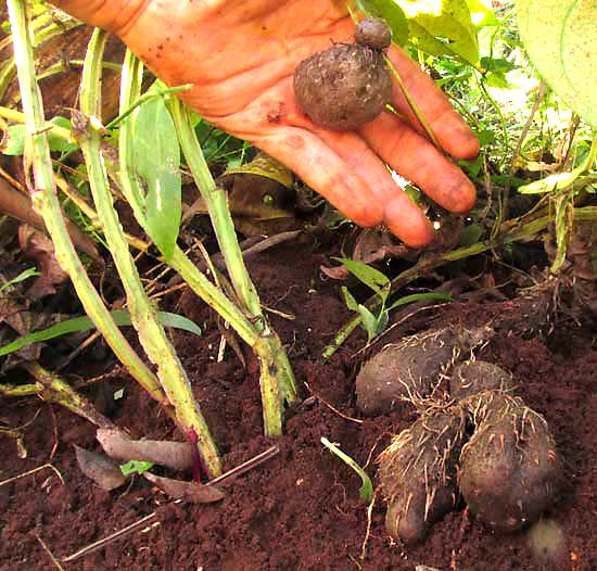 Winged Yam, DIOSCOREA ALATA, stems entering soil, and bulbiles