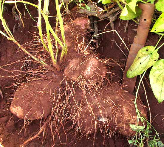 Winged Yam, DIOSCOREA ALATA, partially exposed tuber