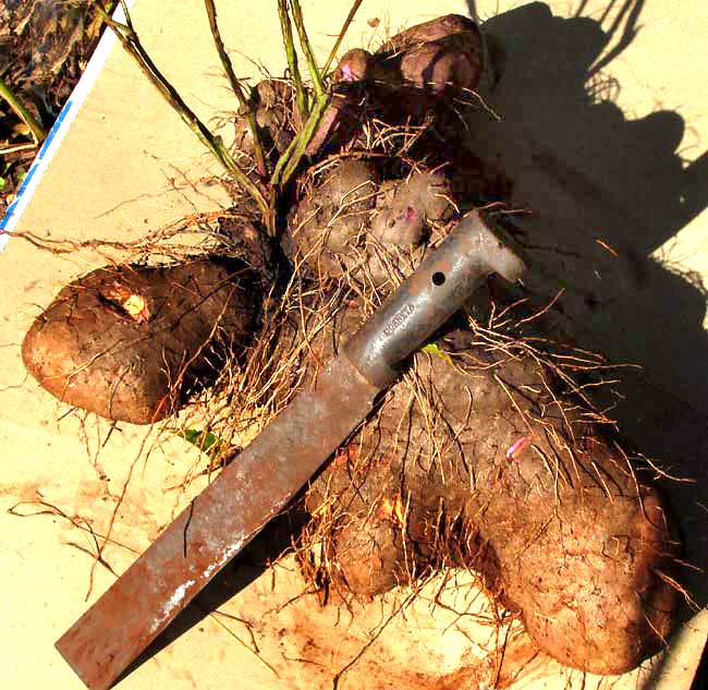 Winged Yam, DIOSCOREA ALATA, excavated tuber