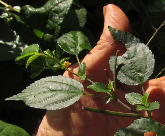 Slippery Bur, CORCHORUS SILIQUOSUS