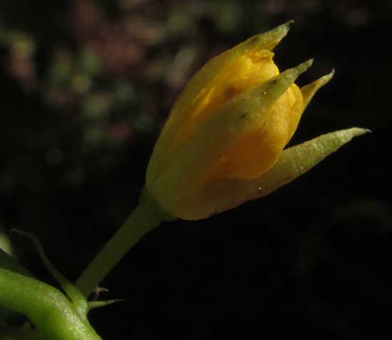 Slippery Bur, CORCHORUS SILIQUOSUS, unopened flower from side