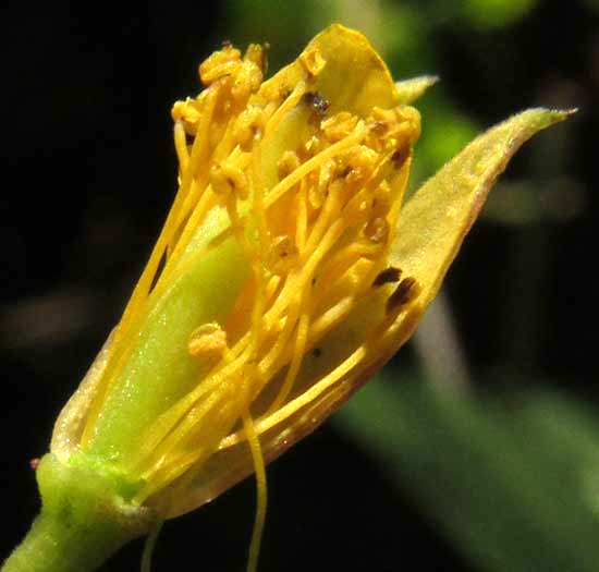 Slippery Bur, CORCHORUS SILIQUOSUS; longitudinal section showing stamens