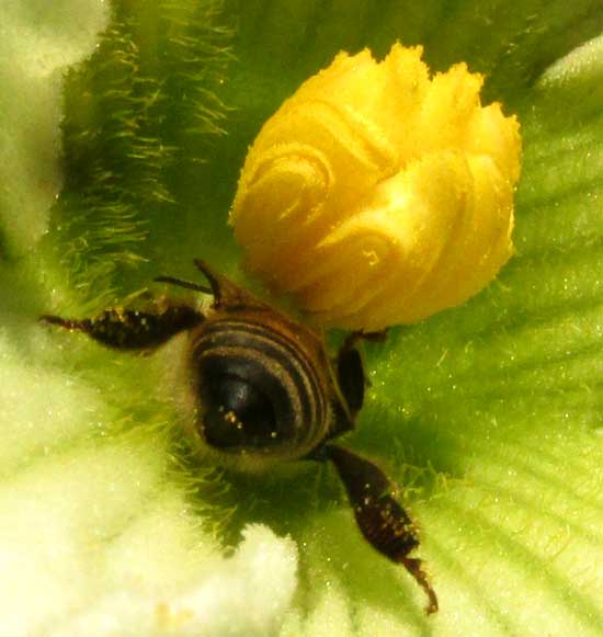 CIONOSICYOS EXCISUS, anthers