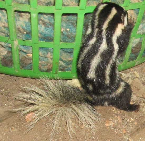 Southern Spotted Skunk, SPILOGALE ANGUSTIFRONS ssp YUCATANENSIS, back view