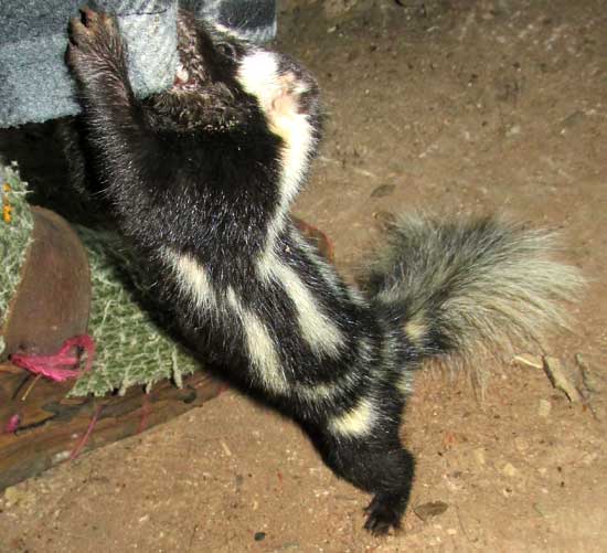 Southern Spotted Skunk, SPILOGALE ANGUSTIFRONS ssp YUCATANENSIS, attacking pajama leg