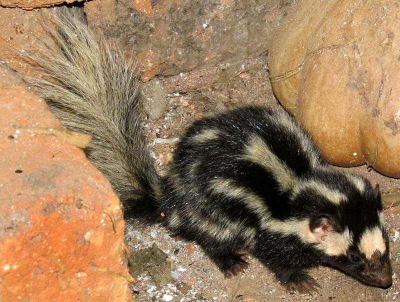 Southern Spotted Skunk, SPILOGALE ANGUSTIFRONS ssp YUCATANENSIS