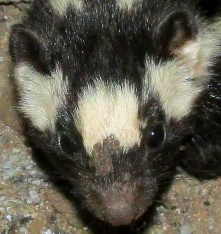 Southern Spotted Skunk, SPILOGALE ANGUSTIFRONS ssp YUCATANENSIS, face