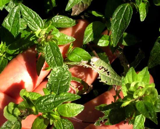 DELILIA BIFLORA. fruits and leaves