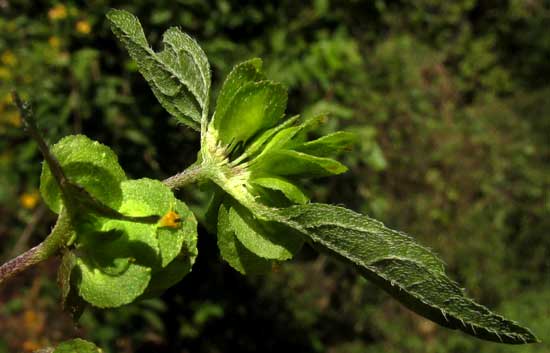 DELILIA BIFLORA. fruits