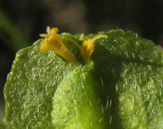 DELILIA BIFLORA, male and female flowers