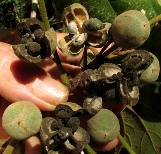 HAMPEA TRILOBATA, fruits