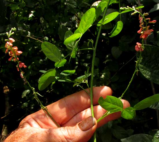 Asian Indigo, INDIGOFERA TRITA ssp. SCABRA