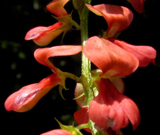 Asian Indigo, INDIGOFERA TRITA ssp. SCABRA, flowers
