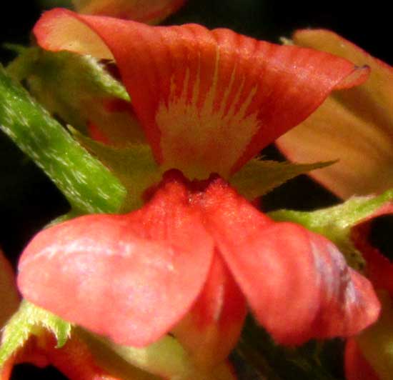Asian Indigo, INDIGOFERA TRITA ssp. SCABRA, front view of flower